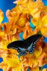 Spicebush butterfly on flowers of Peruvian lily. Art Print